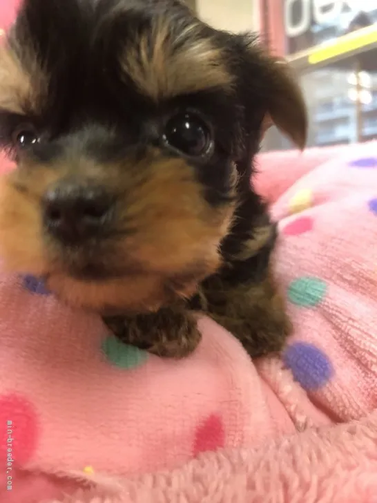 ID：1907-01114の子犬