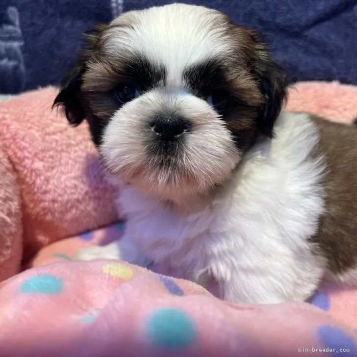 ID：2307-05701の子犬