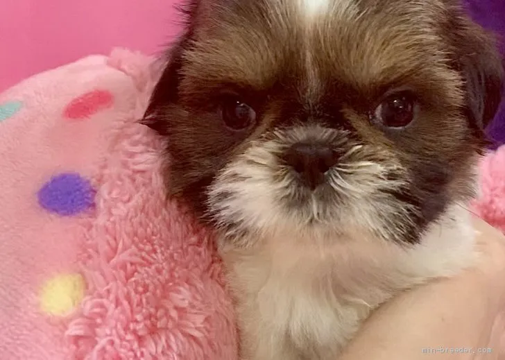 ID:2006-02427の子犬