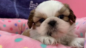 シーズー【東京都・男の子・2021年10月17日・ホワイト&ゴールド】の写真「おもちのだんご3兄弟(^^)」