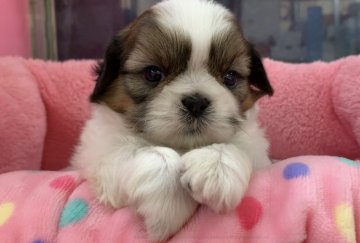 シーズー【東京都・男の子・2020年2月9日・ホワイト&ゴールド】の写真「かわいいおもちの子です(^^)」