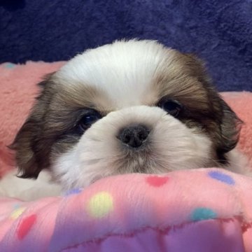 シーズー【東京都・男の子・2022年12月24日・ホワイト&ゴールド】の写真「穏やかてんちゃんの子(^^)」