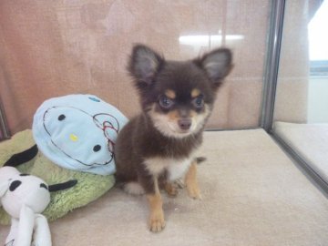 チワワ(ロング)【東京都・男の子・2017年4月16日・チョコレートタン&ホワイト】の写真「しっかりしたチワワお探しの方いませんか〜！」