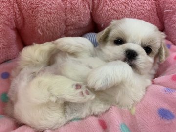 ミックス(シーズー×マルチーズ)【東京都・女の子・2020年8月17日・ホワイト&クリーム】の写真「両親譲りの人懐っこさです(о´∀`о)♡」