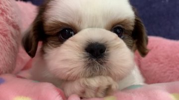 シーズー【東京都・女の子・2021年8月11日・ホワイト&ゴールド】の写真「穏やかで優しいてんちゃんの子たち(^^)」