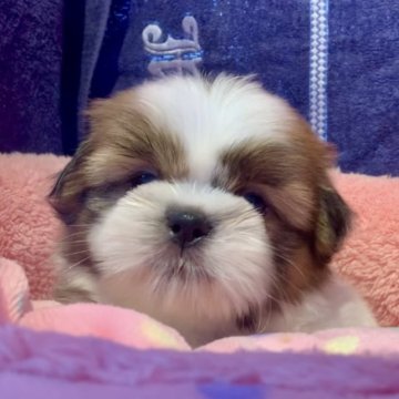 シーズー【東京都・男の子・2023年5月15日・ホワイト&ゴールド】の写真「子犬の様に天真爛漫なおもちの子たち(o^^o)♡」