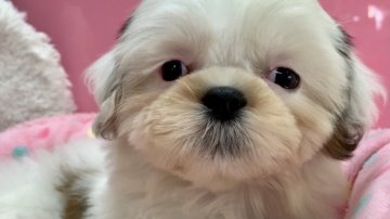 シーズー【東京都・女の子・2021年8月24日・ホワイト&ゴールド】の写真「ひふみちゃんの子(^^)しろっこちゃん」