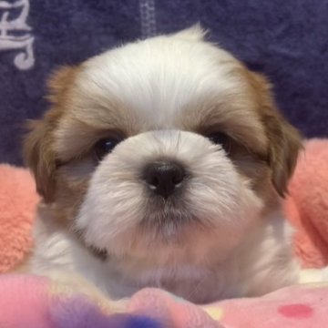 シーズー【東京都・男の子・2023年5月18日・ホワイト&ゴールド】の写真「かわいいなずなちゃんの初産です(о´∀`о)」