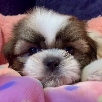 シーズー【東京都・女の子・2023年5月15日・ホワイト&ゴールド】の写真「子犬の様に天真爛漫なおもちの子たち(o^^o)！」