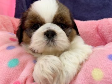 シーズー【東京都・男の子・2020年7月11日・ホワイト&ゴールド】の写真「元気なおすしお母ちゃんの元気いっぱいな子供達です！」