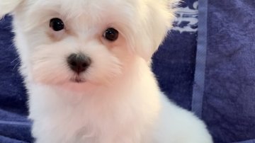 マルチーズ【東京都・女の子・2022年2月22日・ホワイト】の写真「優しい優しいとうふの子(^^)」