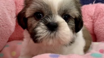 シーズー【東京都・女の子・2021年8月11日・ホワイト&ゴールド】の写真「穏やかで優しいてんちゃんの子たち(^^)」