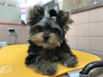 ヨークシャーテリア【東京都・女の子・2017年2月11日・スチールブルー&タン】の写真「明るく元気に育ってます！」