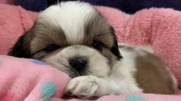 シーズー【東京都・男の子・2020年11月12日・ホワイト&ゴールド】の写真「女の子に囲まれて控えめなんです(^^)」