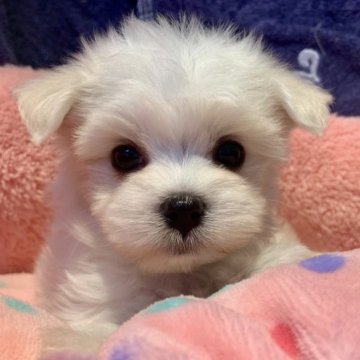 マルチーズ【東京都・男の子・2022年12月30日・ホワイト】の写真「陽だまりのような優しいとうふの子( ´ ▽ ` )」