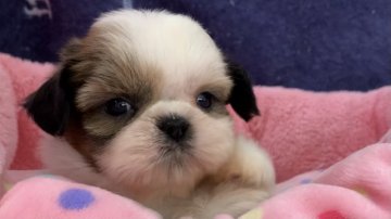 シーズー【東京都・女の子・2021年8月24日・ホワイト&ゴールド】の写真「ニンゲン大大大大好きなひふみちゃんの子(^^)」