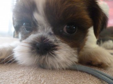 シーズー【東京都・女の子・2017年7月17日・ホワイト&ゴールド】の写真「すぐにお腹ごろーんします(^^)」