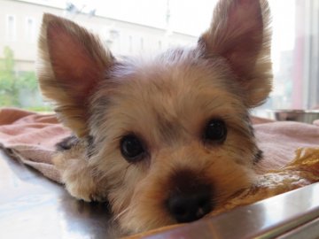 ヨークシャーテリア【東京都・男の子・2017年7月25日・スチールブルー&タン】の写真「とってもひとなつっこいです〜(^^)」