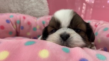 シーズー【東京都・男の子・2021年10月17日・ホワイト&ゴールド】の写真「おもちのだんご3兄弟(^^)」