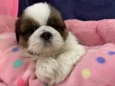 シーズー【東京都・男の子・2020年7月11日・ホワイト&ゴールド】の写真2