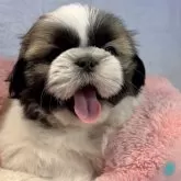 シーズー【東京都・女の子・2024年2月12日・ホワイト&ゴールド】の写真3