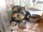 ヨークシャーテリア【東京都・女の子・2017年2月11日・スチールブルー&タン】の写真5