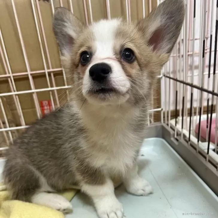 ID:2412-02399の子犬