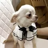 チワワ(ロング)【兵庫県・男の子・2025年5月28日・クリーム&ホワイト】の写真8