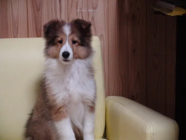 ID:1210-00822の子犬