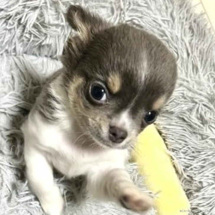 Fumiy 様のお迎えした子犬
