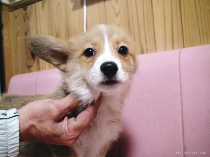 ID：1703-02265の子犬