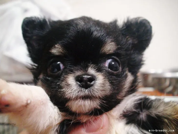 ID：1804-01104の子犬
