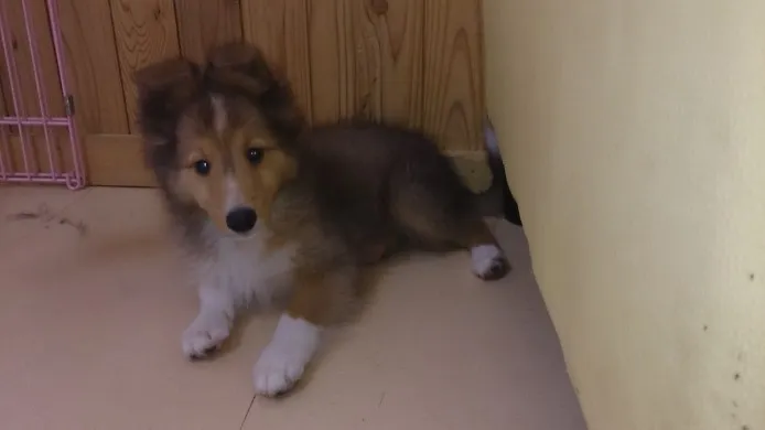 ID:1309-00086の子犬