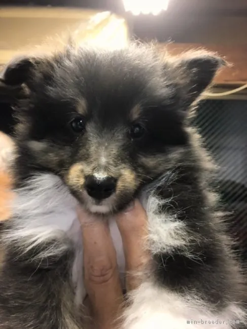 ID：1703-00634の子犬