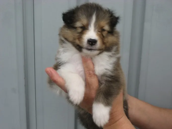 ID：1207-00748の子犬