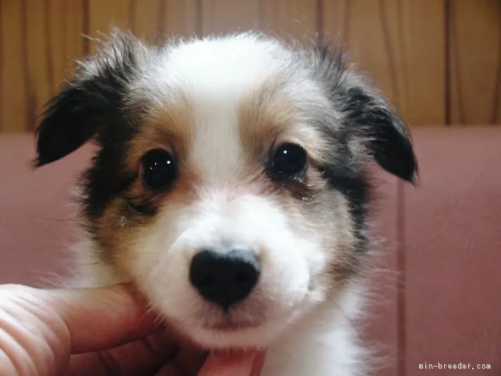 ID:1708-02244の子犬