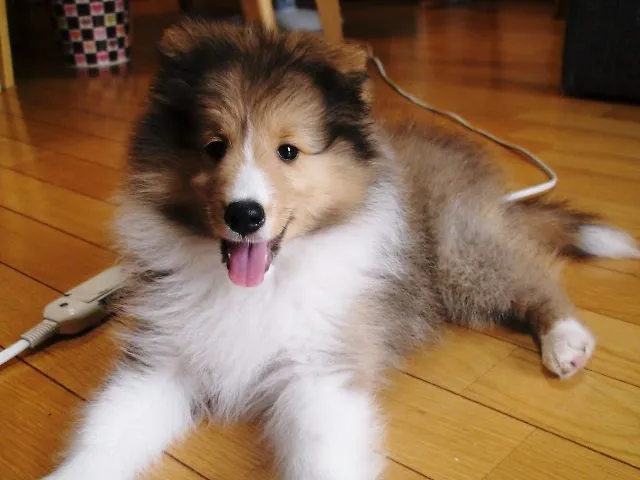 ID：1407-00809の子犬