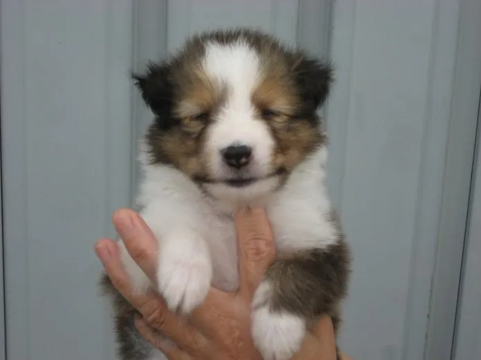 ID：1207-00749の子犬