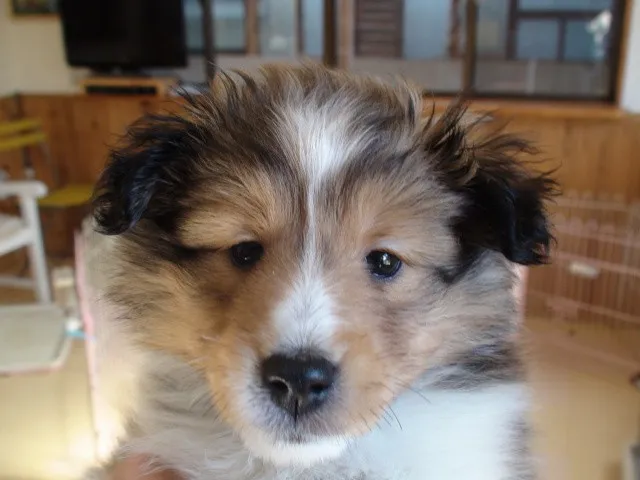 ID:1301-00217の子犬