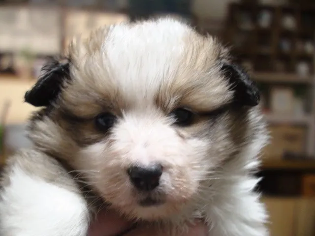 ID：1302-00832の子犬
