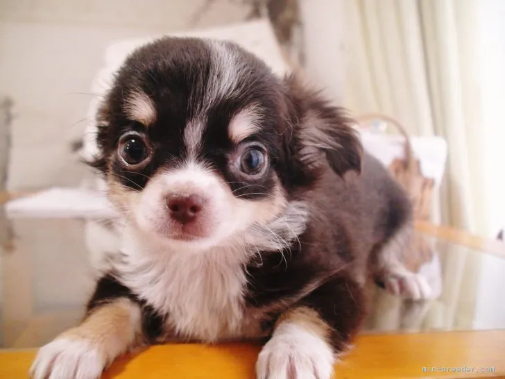 ID:1710-01599の子犬