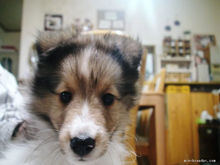 ID：1803-00295の子犬