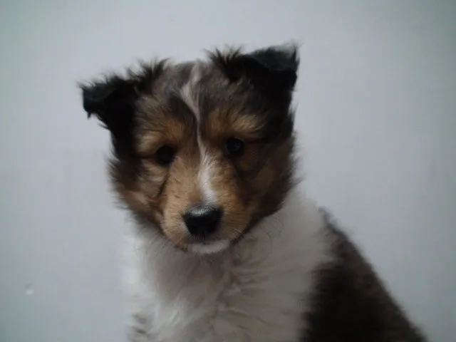 ID:1303-00746の子犬