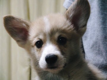 ウェルシュ・コーギー・ペンブローク【兵庫県・男の子・2020年9月18日・レッド&ホワイト】の写真「元気いっぱいモリモリ食べる子です」