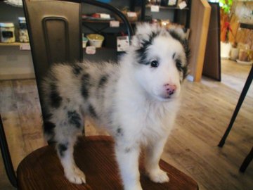 シェットランドシープドッグ【兵庫県・男の子・2021年3月12日・バイブルー】の写真「白因子強めのきれいな子です」