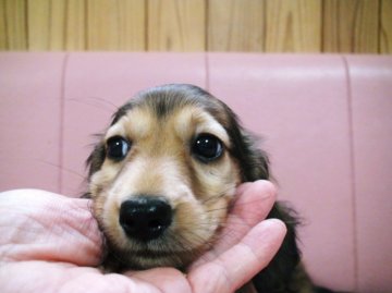 ミニチュアダックスフンド(ロング)【兵庫県・男の子・2015年7月4日・シェーデッドレッド(薄めなのでクリームかも)】の写真「お目目クリクリ可愛いイケメン君」