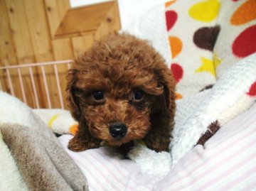 トイプードル(トイ)【兵庫県・男の子・2015年11月6日・アプリコット】の写真「人懐っこくかわいい子です。」