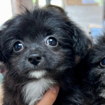チワプー(トイプードル×チワワ)【兵庫県・女の子・2024年7月11日・ブラック】の写真「人懐っこい子でまんまるお目目が可愛いです」