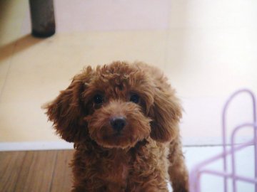 トイプードル(トイ)【兵庫県・男の子・2017年6月15日・アプリコット】の写真「人大好きな人懐っこい子です」