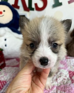 ウェルシュ・コーギー・ペンブローク【兵庫県・男の子・2021年10月27日・レッド&ホワイト】の写真「人懐っこくて可愛い子です」